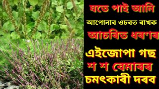 যদি  পাই এই গছ তৎক্ষণাত উঘালি আনি আপোনাৰ ওচৰত ৰাখক।এটা নহয় শ শ বেমাৰ ভাল কৰাৰ ক্ষমতা আছে এই গছত ||