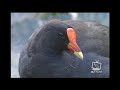 野鳥観察動画　オーストラリア【クロガオミツスイ・オーストラリアクロトキ・バン】