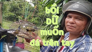 bẫy chim hút mật 5mau tập 46 gặp bổi Dữ   muốn  đá trên tay