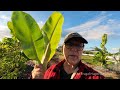 Blue Java VS Namwa Banana Plant Comparison. with Bonus Footage at the End.