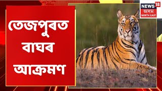 Tezpur News | বেছেৰীয়াত বাঘৰ আক্ৰমণত গুৰুতৰভাৱে আহত এজন