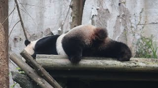 20240205 兩度高空來投彈 圓仔好眠誤午餐 Giant Panda Yuan Zai