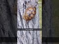 TURTLE CLIMBING A TREE🤣(watch till the end)#shorts