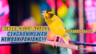 Download Mp3 SUARA BURUNG |163| Kenari GACOR PANJANG INI Cocok untuk Masteran KENARI PAUD dan Kenari Macet BUNYI