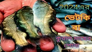 2024 সালের নতুন কোরাল মাছের পোনা 5 ইঞ্চি সাইজের