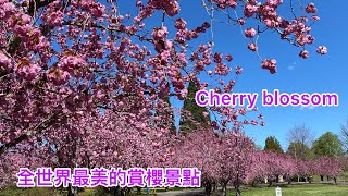 The most beautiful Cherry blossom In the worlf som 最美的賞櫻花景點