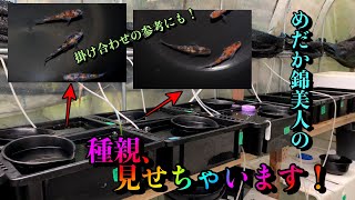 【めだか錦美人】一般立入禁止の極上種親ハウスを撮影！稚魚\u0026若魚の育成設備も必見！【Vol.2】