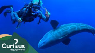 Testing A New Tagging Method On A Black Grouper! | Ocean Vet | Curious?: Natural World