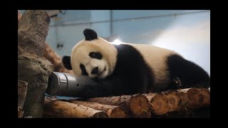 20211007 圓圓姊姊餵很久 圓寶躺玩吃沒有(午餐) Giant Panda Yuan Yuan \u0026 Yuan Bao