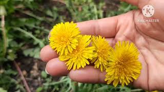 เก็บ ดอกฟันสิงโต ไว้ต้มดื่ม เป็น ชาสมุนไพร   Dandelion Wild edible plants Australia