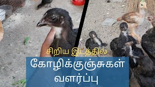 நாட்டுக்கோழி குஞ்சுகள் வளர்ப்பு...🐥💫