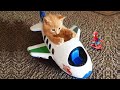 10-Minute Dose of Adorable Kittens | CUTEST Kitten Videos 😍