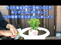 【花】ネメシアの育て方・植え付け