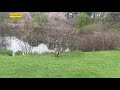 아놀드 아보레텀의 연못 주변 풍경 landscape around the pond harvard arnold arboretum 하버드 아놀드 수목원