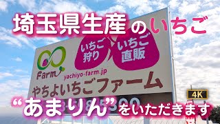 埼玉県限定生産の“あまりん”は甘さが格別！今が旬のいちごの食べ比べレポも！やちよいちごファームはいちご狩りもできますよ