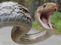 Top  10 Most Dangerous Snakes in the World -  Top Ten Stuffs