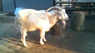 ヤギ（Goat）・川崎市立 夢見ヶ崎動物公園 \