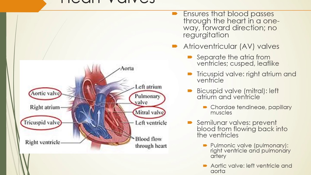 Introduction To Cardiovascular System - YouTube