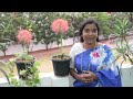 మే u0026 ఫూట్ బాల్ పువ్వు గురించి ఐడియాలు foot ball lily may flower lumas learning