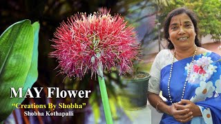 మే \u0026 ఫూట్ బాల్ పువ్వు  గురించి ఐడియాలు / foot ball lily/ may flower/ lumas learning