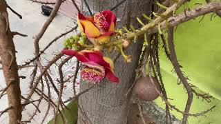 Naga Linga Flower, Cannonball / Nagalinga flower 🌺