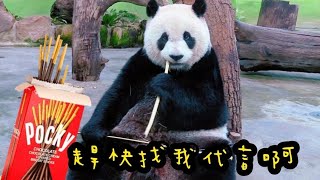 圓仔擅長啃竹竿，豪邁模樣好可愛|熊貓貓熊The Giant Panda Yuan Yuan and Yuan Bao|台北市立動物園