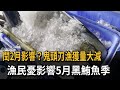 閏2月影響？鬼頭刀漁獲量大減　漁民憂影響5月黑鮪魚季－民視新聞