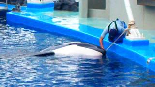 ロープ遊びするナミちゃん (名古屋港水族館)