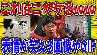 【爆笑】腹筋崩壊ｗｗ表情が笑える画像やGIFを紹介【2ch・ゆっくり・ガルちゃん】