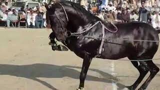 Horse dance Mela Ghulam Shah Ludan 2018 Fakhar Abbas Maitla