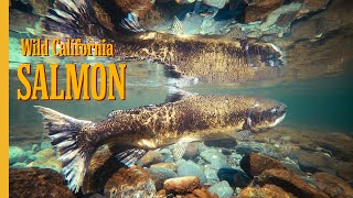 The AMAZING Journey of California Salmon