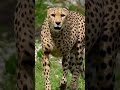 cheetah sounds...#cheetah #wildlife #viral #animals #shorts