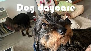 Dog daycare vlog | Together we're okay (Separation anxiety)