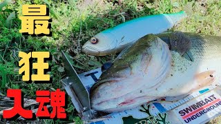 【バス釣り】遂にギラギラコウゲキでビックバスを捕獲。