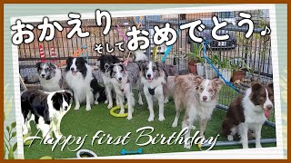 【1歳の誕生日記念】リクリマっ子達が里帰りしてくれました♪【ボーダーコリー】