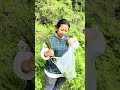 picking bracken ferns in japanese forest