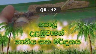 QR 12 - පොල් දළඹුවාගේ හානිය සහ මර්දනය