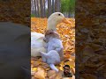 @chodattayninh #cute #dog #animals #duck #youtubeshorts #trending #videos #shortvideo #short