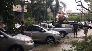 จอดรถใต้ต้นไม้หน้าฝนระวังให้ดี Tree fell danger