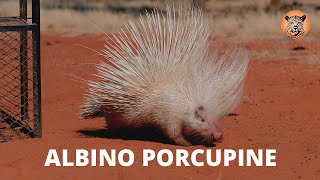 Incredibly Rare Albino Porcupine Rescue