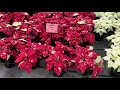 pink novelty u0026 white poinsettia trials ng heimos greenhouses 2020