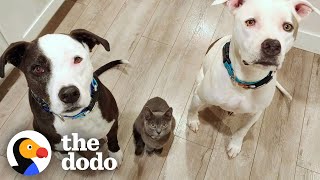 Kitten Is Obsessed with Pittie Brothers | The Dodo Odd Couples