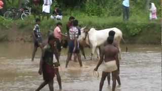 Kalapootu (oxen rising) From Chembra (Tirur)