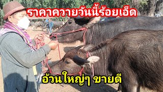 ตลาดควายร้อยเอ็ด‼️ ชมภูบุตร หรือตลาดโคกระบือหนองแก