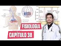 Fisiologia - Ventilação Pulmonar (Capítulo 38) │ Guyton