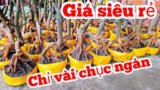 Thanh Duy 📲 0931156383 phôi mai vàng 9/12 Chợ Gạo miền tây tôi yêu ltk bonsai (@MaivàngQuêdừa)