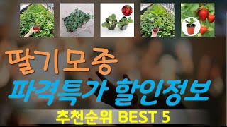 딸기모종 추천, 역대급 할인합니다! 가성비 TOP5