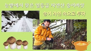 [밴쿠버 눈밭에서 찾은 자연산 송이] 악재 속에도 불구하고 일등급 송이 발견한 기적같은일이 ! 자연산 송이 라면 !캐나다 밴쿠버 송이버섯 Pine Mushroom 밴쿠버 하이킹