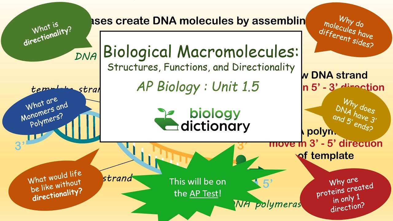 Biological Macromolecules: Structures, Functions, And Directionality ...