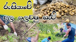 රුසියාවේ අල ඵලදාව | Travel with You and Me | 4K